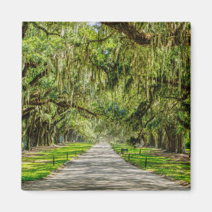 The Beautiful Avenue Of Oaks Magnet