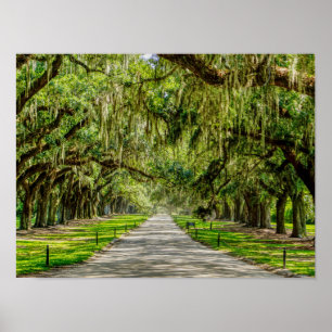 The Beautiful Avenue Of Oaks Poster