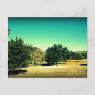The Beauty Of Bandera Texas Postcard #2