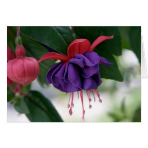 The Beauty of Fuchsia