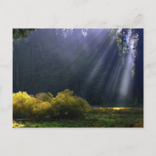 The Beauty of Mother Nature Postcard