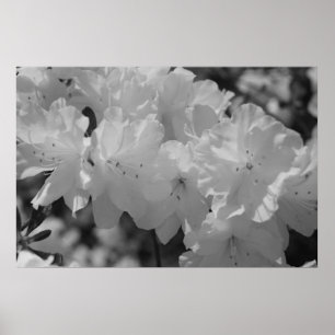 The Beauty of Spring III Poster