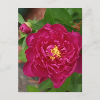 The Beauty Of Spring Postcard