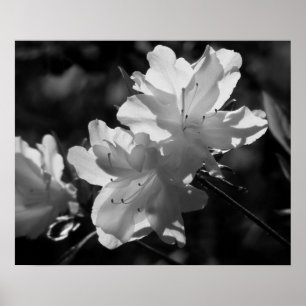 The Beauty of Spring Poster