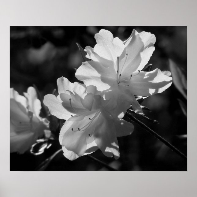 The Beauty of Spring Poster (Front)