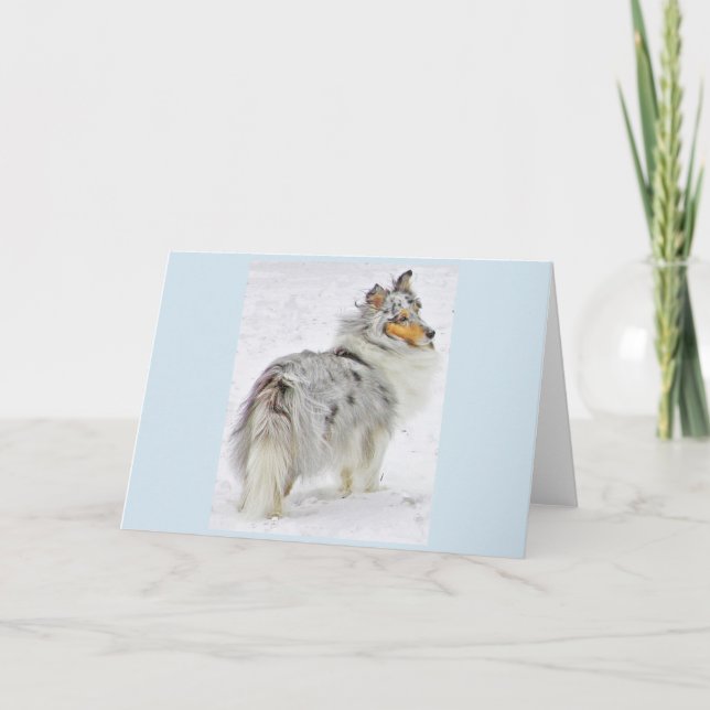 The Beauty of the Shetland Sheepdog Card (Front)