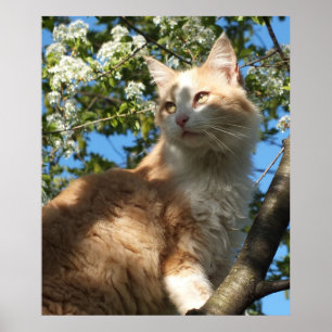 The Beauty That Is A Cat Poster