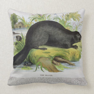 The Beaver, educational illustration pub. by the S Cushion