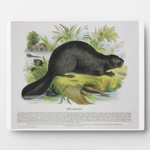 The Beaver, educational illustration pub. by the S Plaque