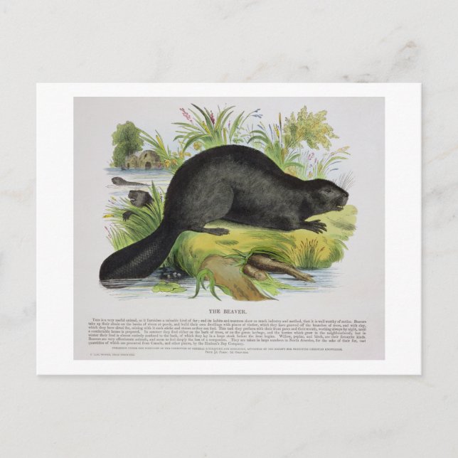 The Beaver, educational illustration pub. by the S Postcard (Front)