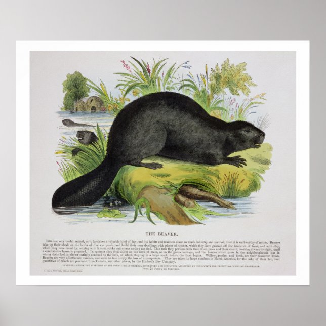 The Beaver, educational illustration pub. by the S Poster (Front)