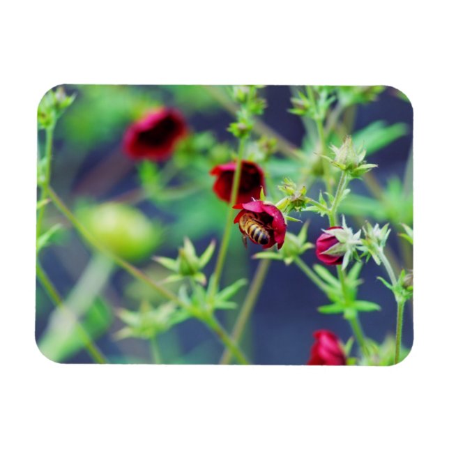 The Bee With the Red Flower Magnet (Horizontal)