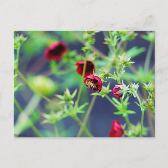 The Bee With the Red Flower Postcard (Front)