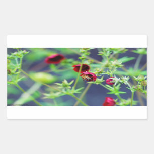 The Bee With the Red Flower Rectangular Sticker