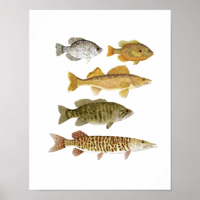 The Best Freshwater Gamefish Poster (Front)