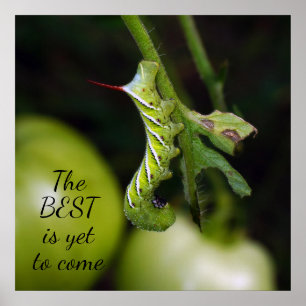 The Best is Yet to Come Caterpillar Poster