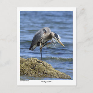 "The Big Scratch" Post Cards