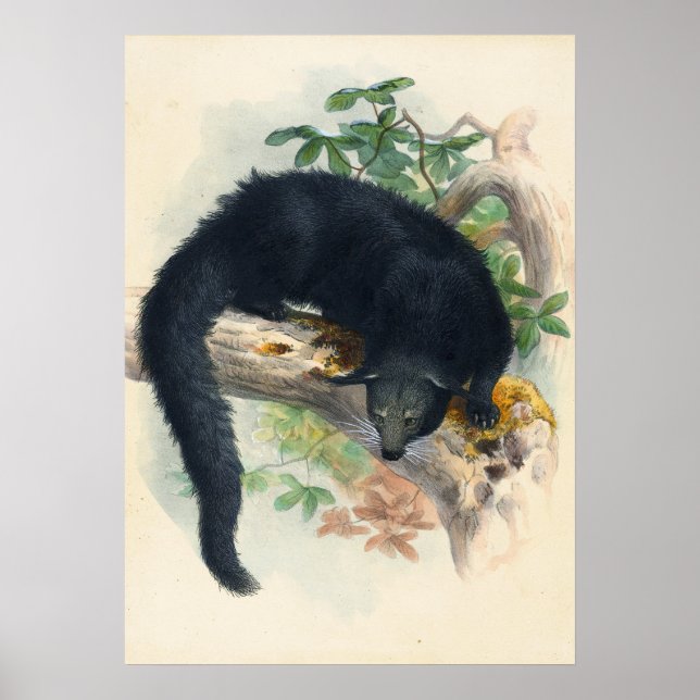 The Binturong by Joseph Wolf Poster (Front)