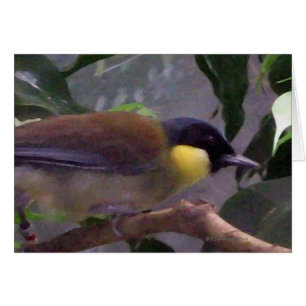 The Bird
