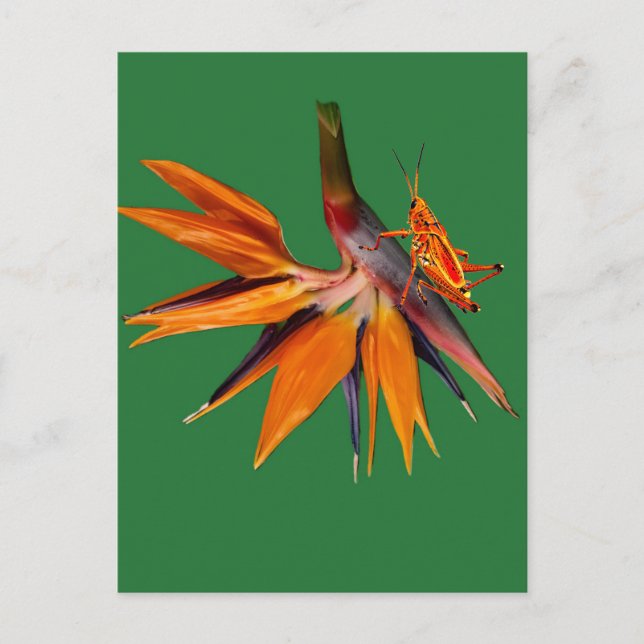The Bird of Paradise Flower Postcard (Front)