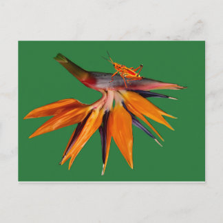 The Bird of Paradise Flower Postcard