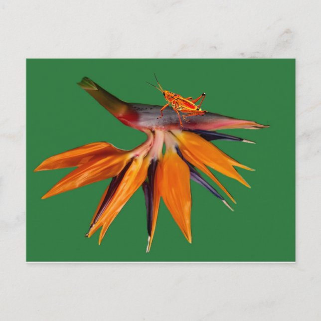 The Bird of Paradise Flower Postcard (Front)