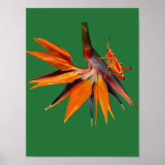 The Bird of Paradise Flower Poster