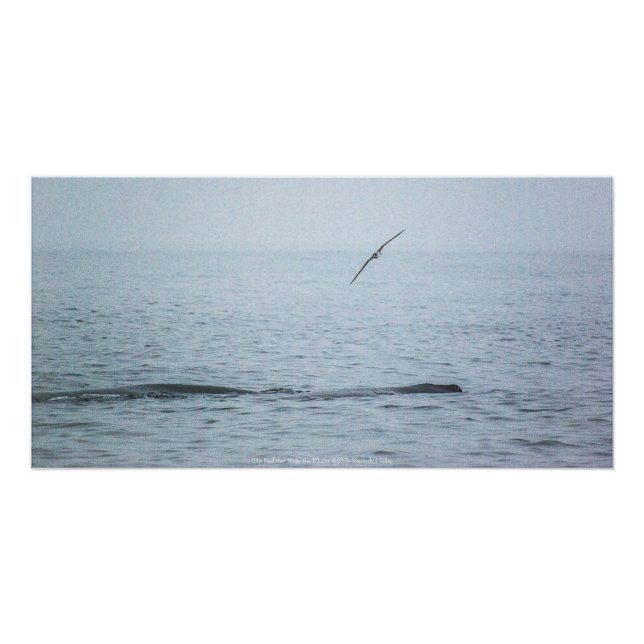 The Bird that Woke the Whales Poster (Front)