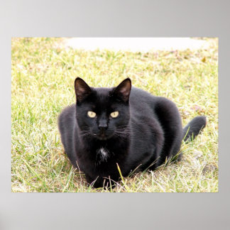 The Black Cat Poster