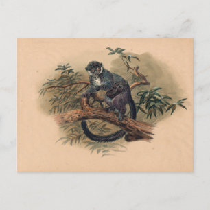 The Black-Fronted Lemur by Joseph Wolf Postcard