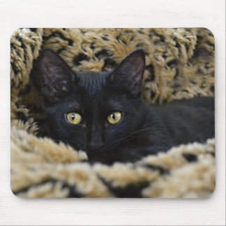 The Black Kitten Mouse Pad