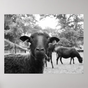 The Black Sheep Poster