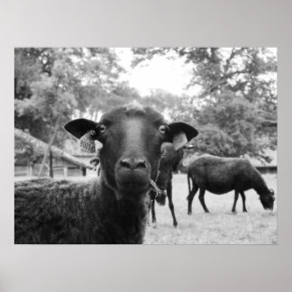 The Black Sheep Poster