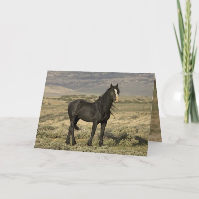 The Black Stallion Wild Horse Greeting Card (Front)