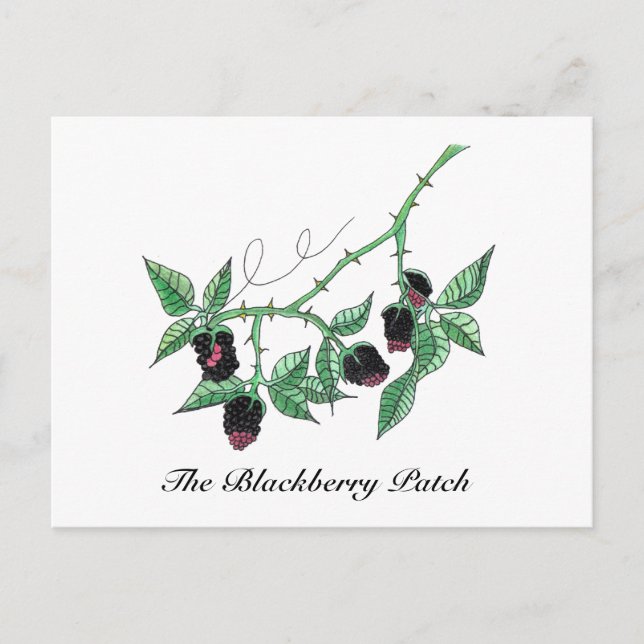 The Blackberry Patch...Postcard Postcard (Front)