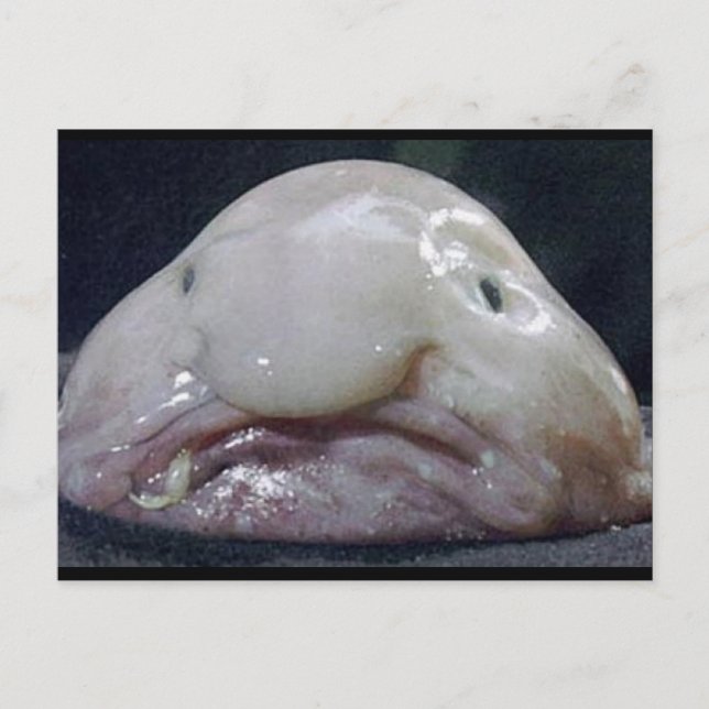 The Blobfish Postcard (Front)
