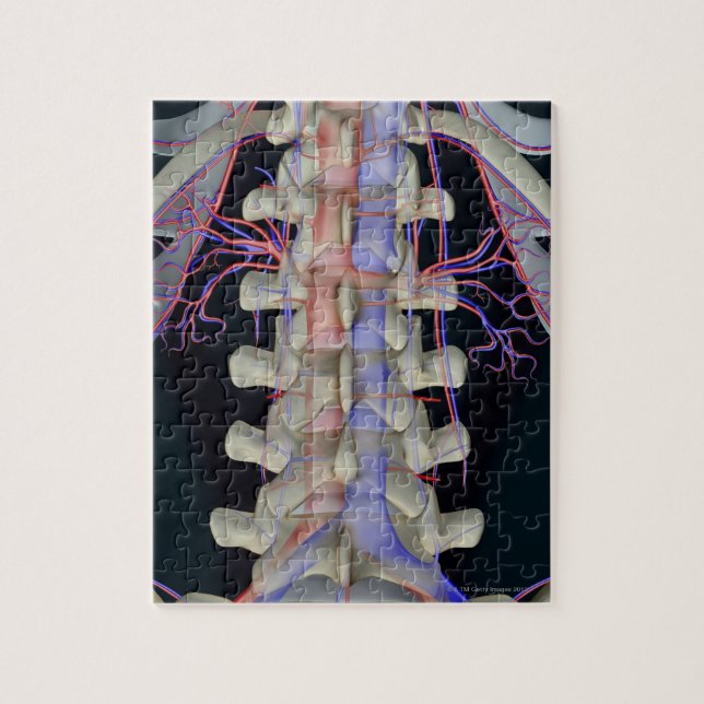 The blood supply of lumbar vertebrae jigsaw puzzle (Vertical)