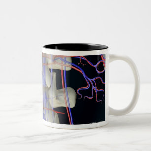 The blood supply of lumbar vertebrae Two-Tone coffee mug