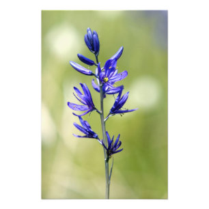 The blossom of a camas lily in Valley County, Photo Print