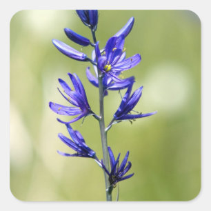 The blossom of a camas lily in Valley County, Square Sticker