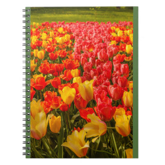 THE BLOSSOMING OF TULIPS IN A PARK PHOTO NOTEBOOK