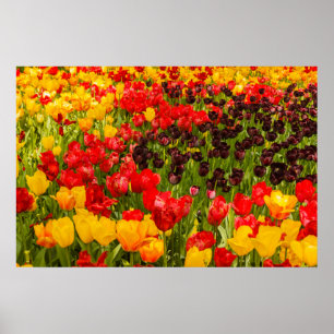 the blossoming of tulips on Poster Paper (Matte)