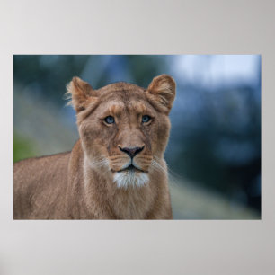 The Blue-Eyed Lioness Poster