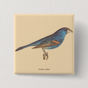 The Blue Grosbeak, James De Kay's New York Birds 15 Cm Square Badge