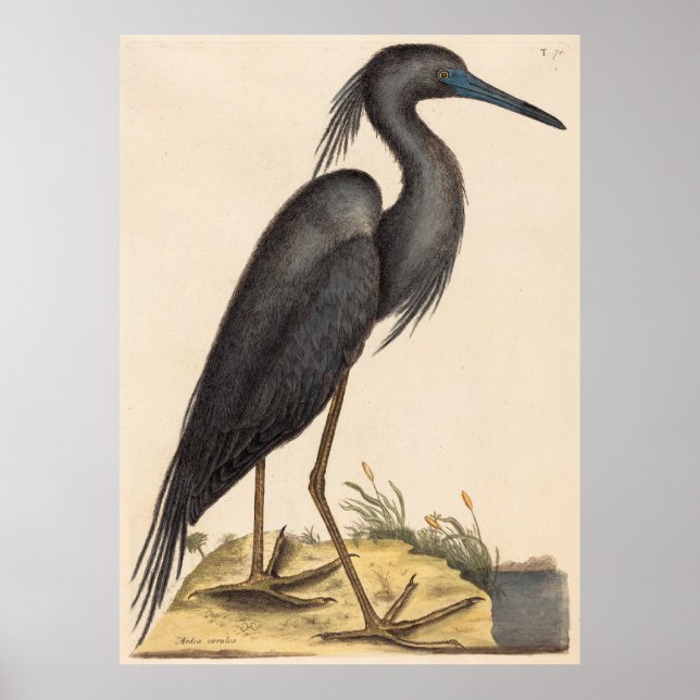  The Blue Heron (Ardea coerulea) Poster (Front)