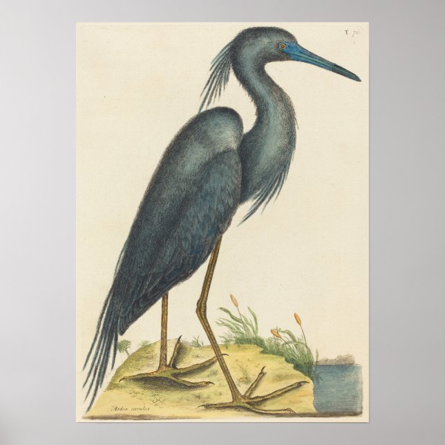 The Blue Heron Print by Mark Catesby (Front)