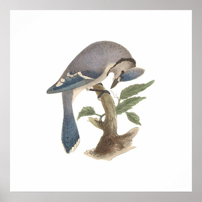 The Blue Jay	(Garrulus cristatus) Poster (Front)