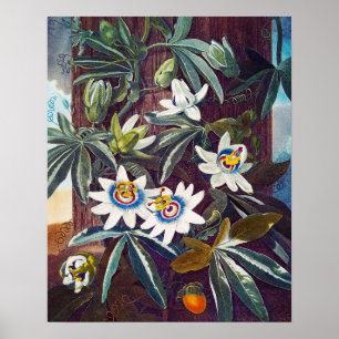 The blue passion flower poster