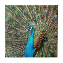 The blue peacock