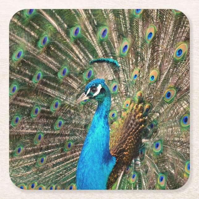 The blue peacock square paper coaster (Front)